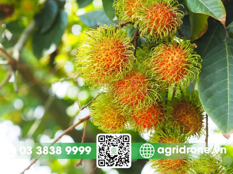 5 phương pháp bón phân cho chôm chôm tăng năng suất, trái to đều 1 Điều kiện và dinh dưỡng cần thiết của cây chôm chôm