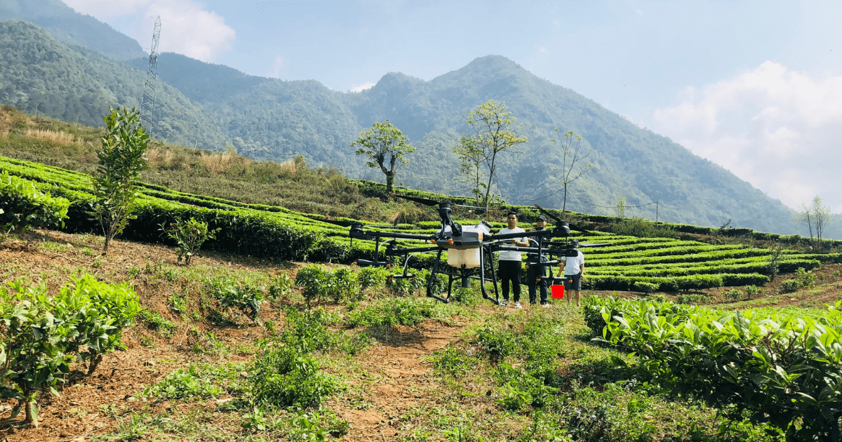 Dịch vụ phun thuốc Thái Nguyên cho chè, lúa, rau