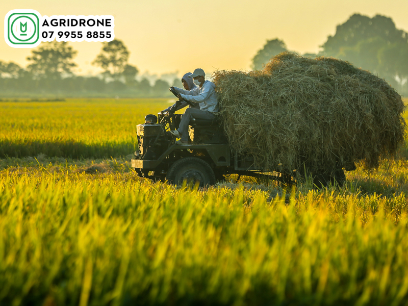 Lịch phun thuốc vụ đông xuân tại Long An