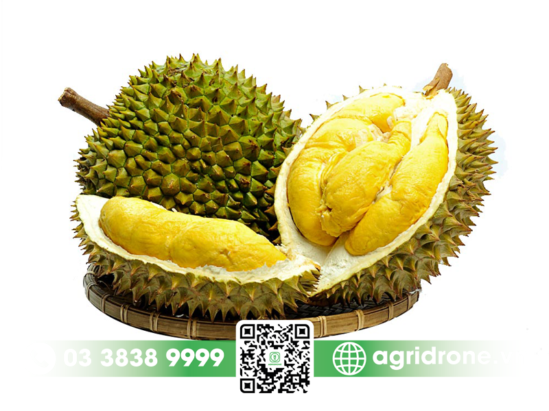 Các loại sầu riêng ngon & có giá trị kinh tế 1 Các loại sầu riêng được ưa chuộng nhất hiện nay