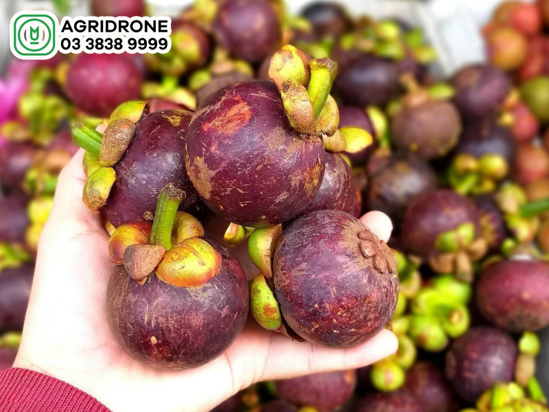 Giá măng cụt hôm nay bao nhiêu?