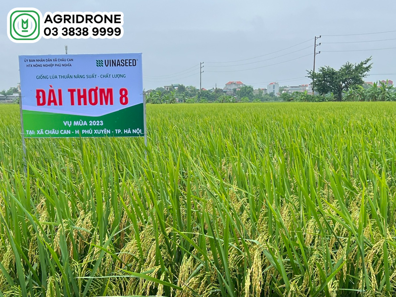 ky thuat trong lua dai thom 8 2
