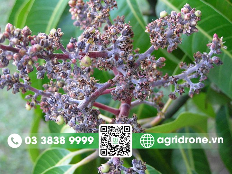Các loại sâu bệnh hại xoài hay gặp và biện pháp phòng trừ 4 Bệnh phấn trắng xoài (Oidium mangiferae)