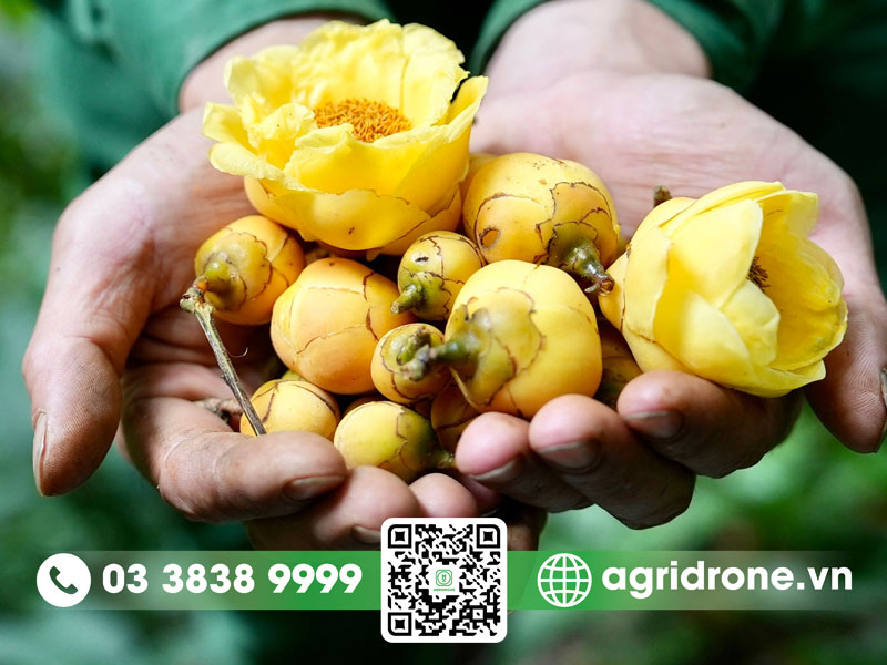 Cây chè hoa vàng: đặc điểm và giá trị kinh tế
