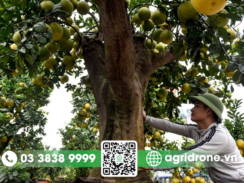 Các phương pháp bón phân cho bưởi luôn khỏe và trĩu quả 3 Cách bón phân cho bưởi đúng cách, đúng kỹ thuật