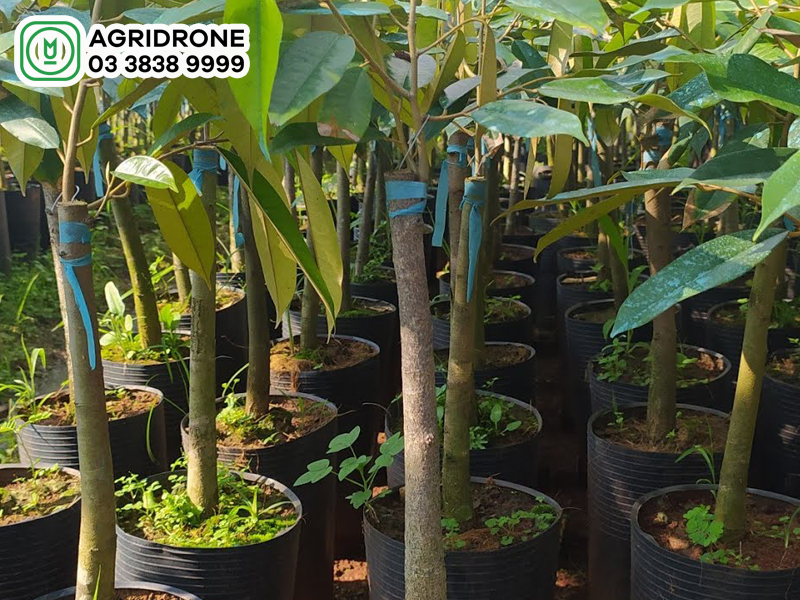 sau rieng black thorn 2