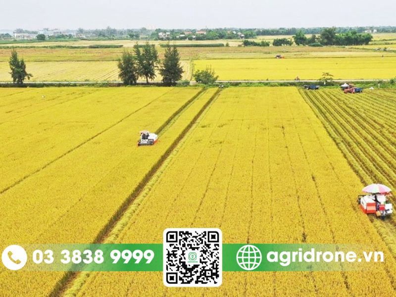 Các vụ lúa chính trong năm ở Việt Nam