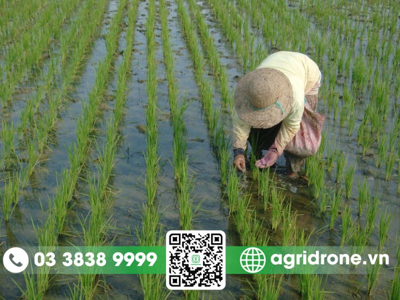 Thời vụ gieo cấy giống lúa mùa theo từng vùng