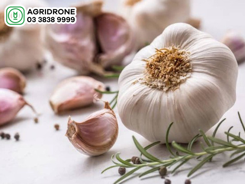 Giá tỏi hôm nay bao nhiêu?