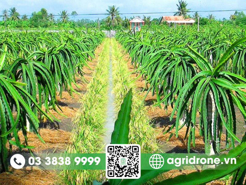 Cây thanh long rễ cọc hay rễ chùm?