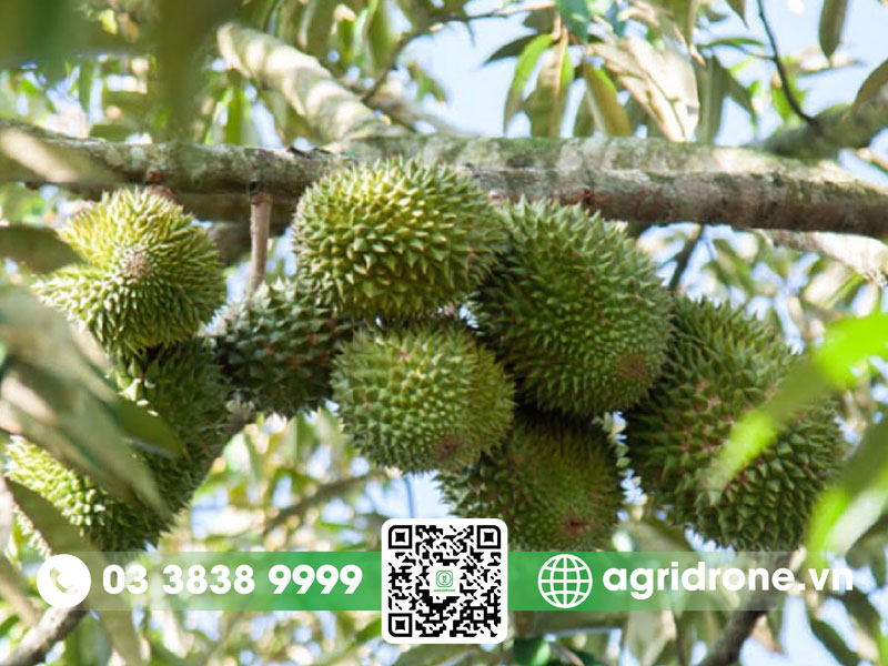 nang suat sau rieng musang king 01