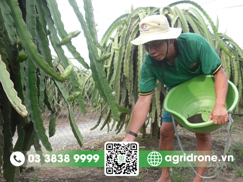 Quy trình trồng cây thanh long đạt năng suất cao