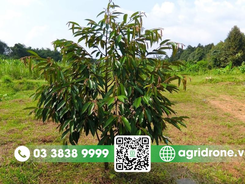 Kỹ thuật chăm sóc sầu riêng đúng cách giúp tăng năng suất 2 Chăm sóc sầu riêng thời kỳ kiến thiết (năm thứ 2–4)