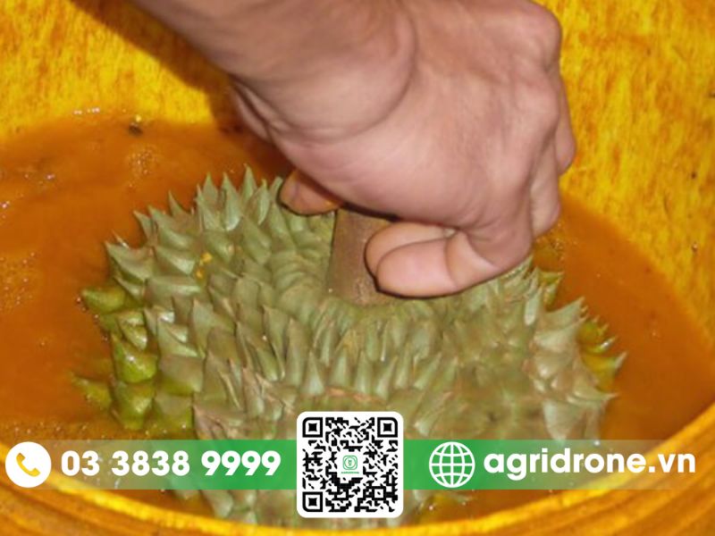 Thuốc nhúng sầu riêng nhanh chín là gì?