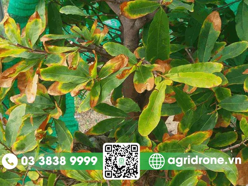 Các loại sâu bệnh hại trên cây hoa mai thường gặp
