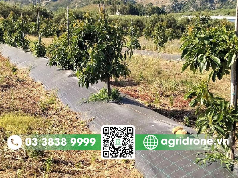 Khoảng cách trồng chuẩn cho từng giống bơ phổ biến nhất
