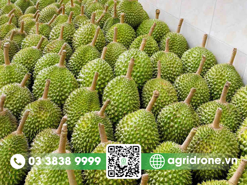 Trái sầu riêng Musang King: đặc điểm & cách chọn quả ngon