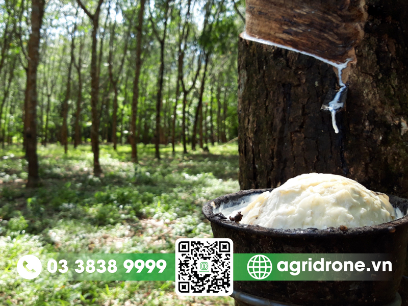1kg mủ cao su bao nhiêu tiền
