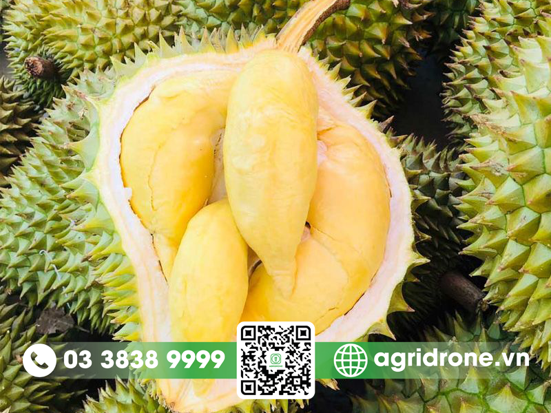 sau rieng o dau ngon nhat 1