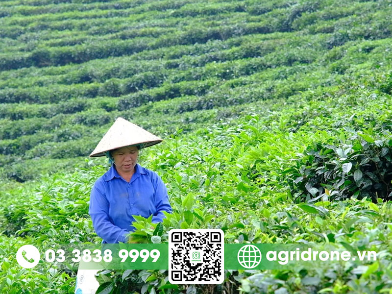Cách trồng cây chè xanh