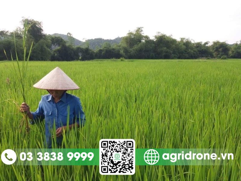 Phương pháp phòng trừ các bệnh trên cây lúa