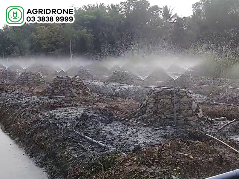 bon lot trong sau rieng 01
