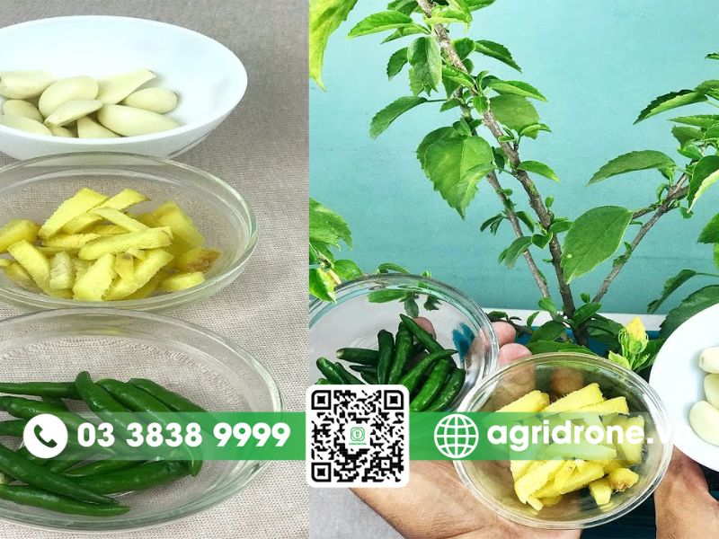 Thuốc trừ sâu sinh học từ tỏi, ớt, gừng và rượu