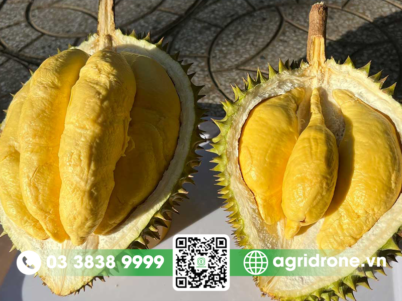 trai sau rieng musang king 1