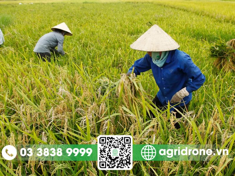 Giống lúa vụ mùa là gì?