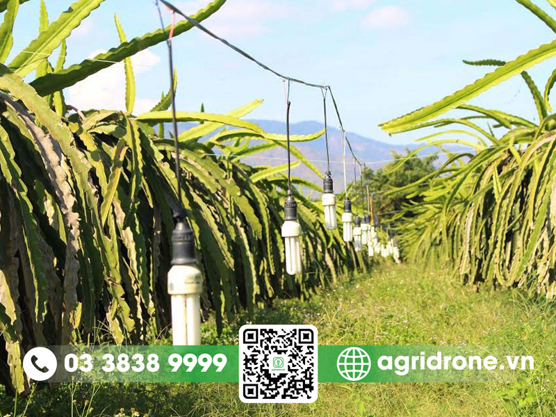 Thắp đèn cho cây thanh long nhằm mục đích gì?