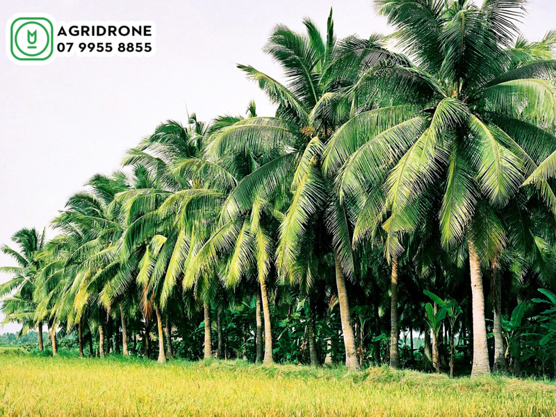 Máy bay phun thuốc Bình Định