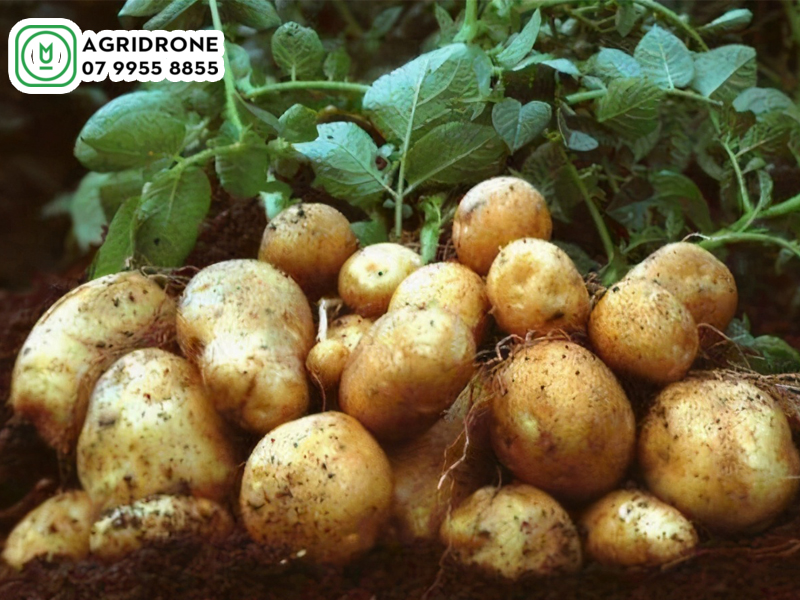 Dịch vụ phun thuốc Bắc Ninh cho khoai tây