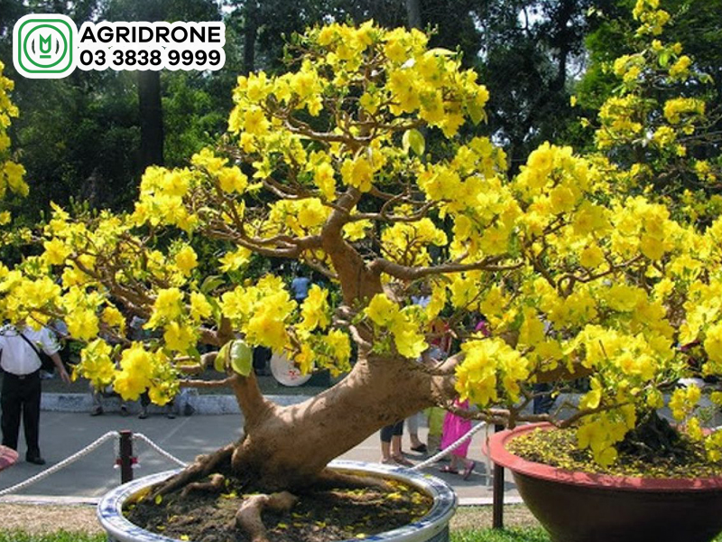 cach bon phan cho cay mai 02