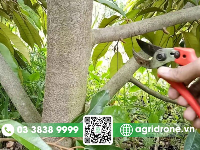 Quy trình 4 bước phục hồi vườn sầu riêng sau thu hoạch 