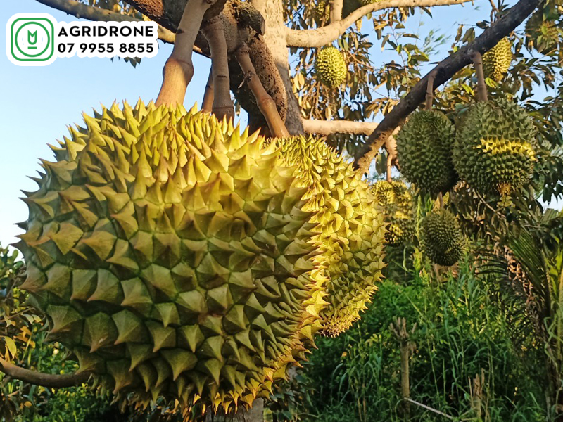 gia cay giong sau rieng ri 6 01