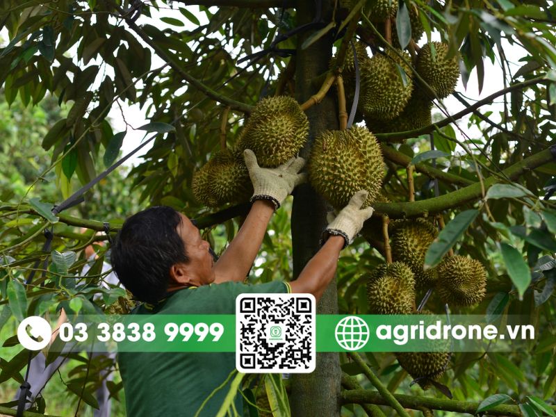 Giải pháp thay thế thuốc xịt lớn trái sầu riêng