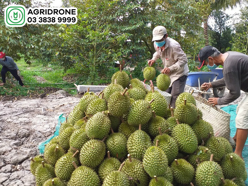 Giá sầu riêng hôm nay là bao nhiêu?