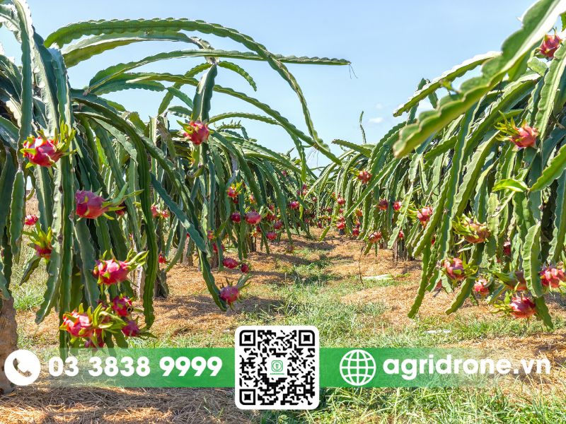 Cây ăn quả – cây trồng chủ lực của Tiền Giang