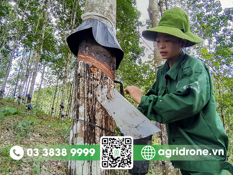 Cây cao su có độc không? Những lầm tưởng về cây cao su 1 Cây cao su có độc không?