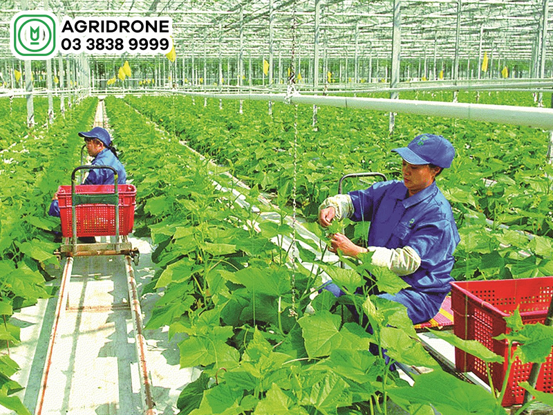 Nông nghiệp sạch là gì?
