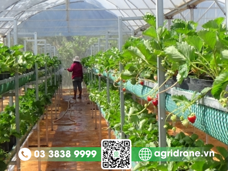 Biện pháp phòng ngừa bệnh mốc xám
