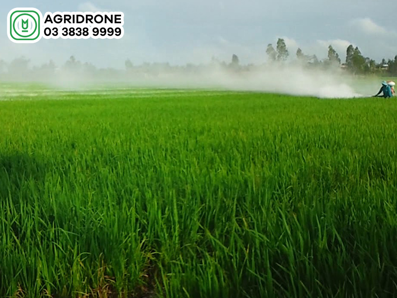 Bệnh thối thân lúa nguyên nhân & cách phòng trừ