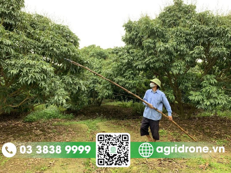 Các phương pháp phun thuốc trừ sâu cho cây vải
