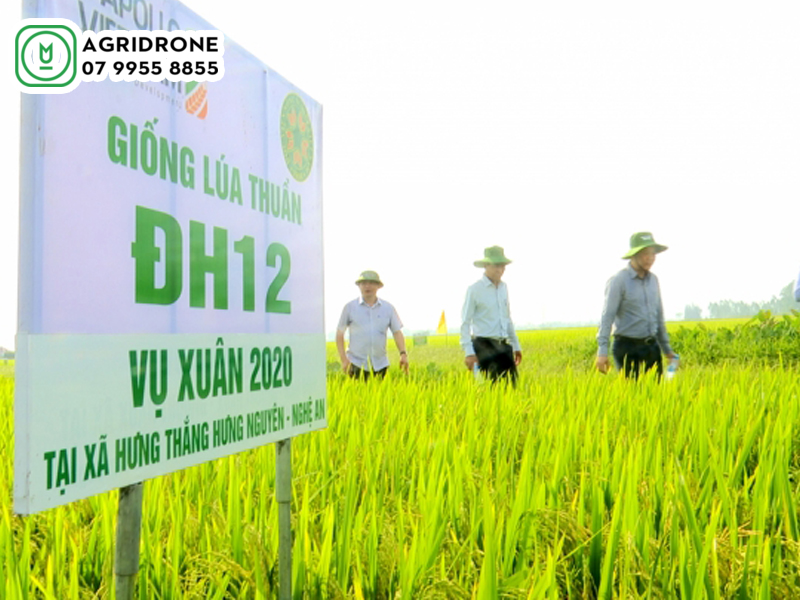 Giống lúa ĐH12: Giống lúa thuần chất lượng cao