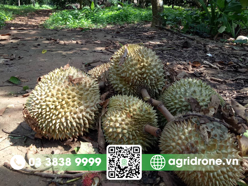 Dấu hiệu sầu riêng Thái rụng tự nhiên
