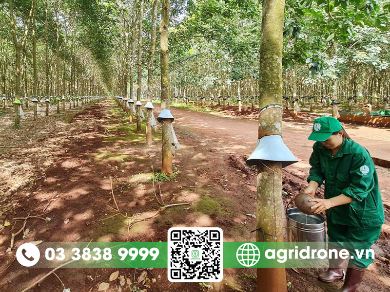 1 hecta trồng được bao nhiêu cây cao su?