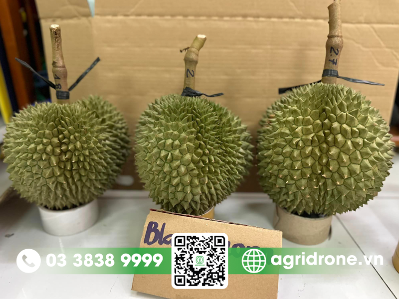 Đặc điểm nổi bật của giống sầu Black Thorn