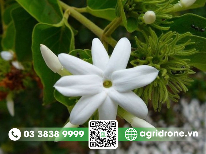 Hình ảnh cây chè vằng