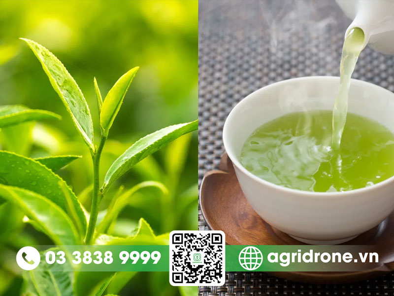 Cây chè xanh có tác dụng gì