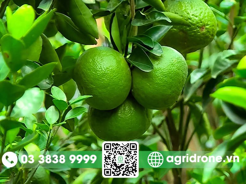 Các giống cam phổ biến ở Việt Nam